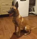 Owczarek belgijskiego malinois