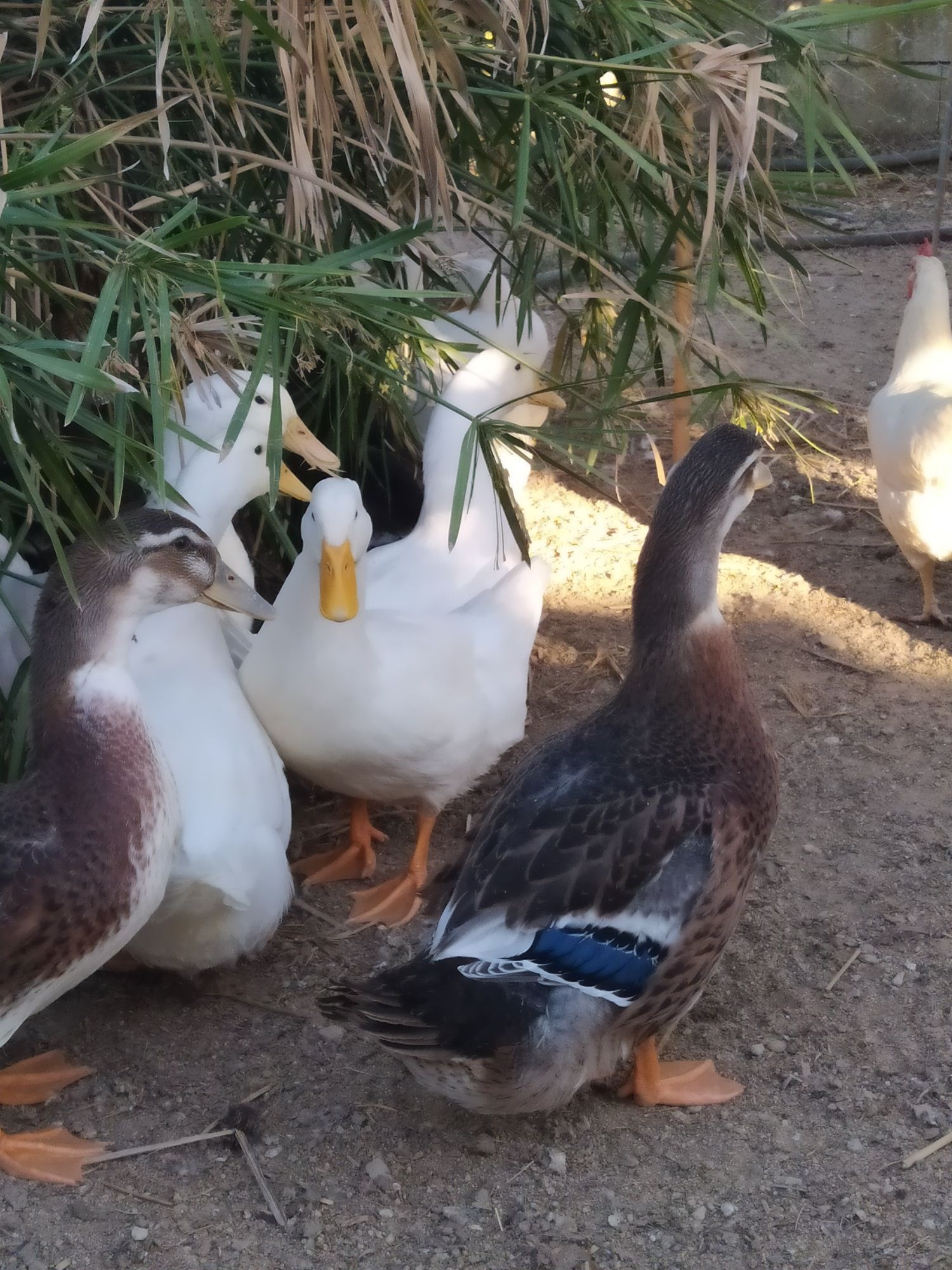 Patos  Rouen .....