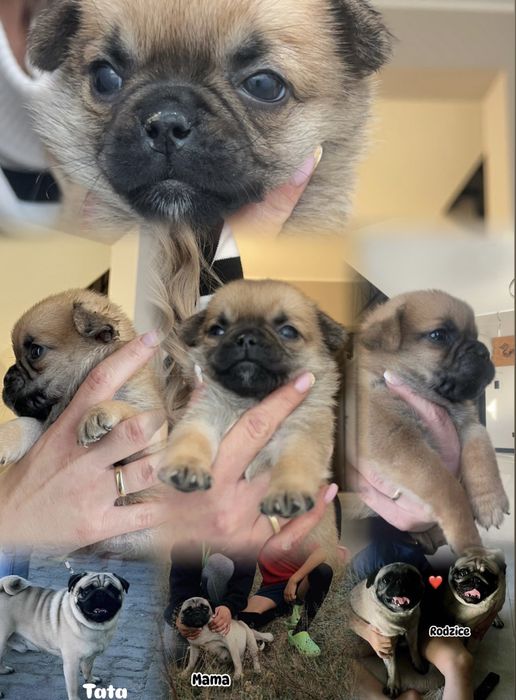 Piesek szczeniaczek mops