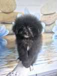 Pomapoo. Hybrida.