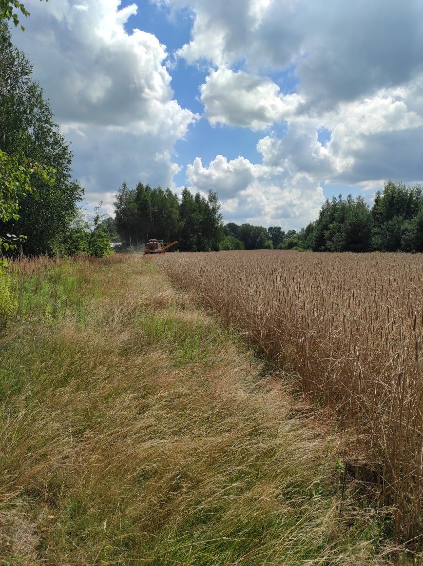 Mąka żytnia chlebowa