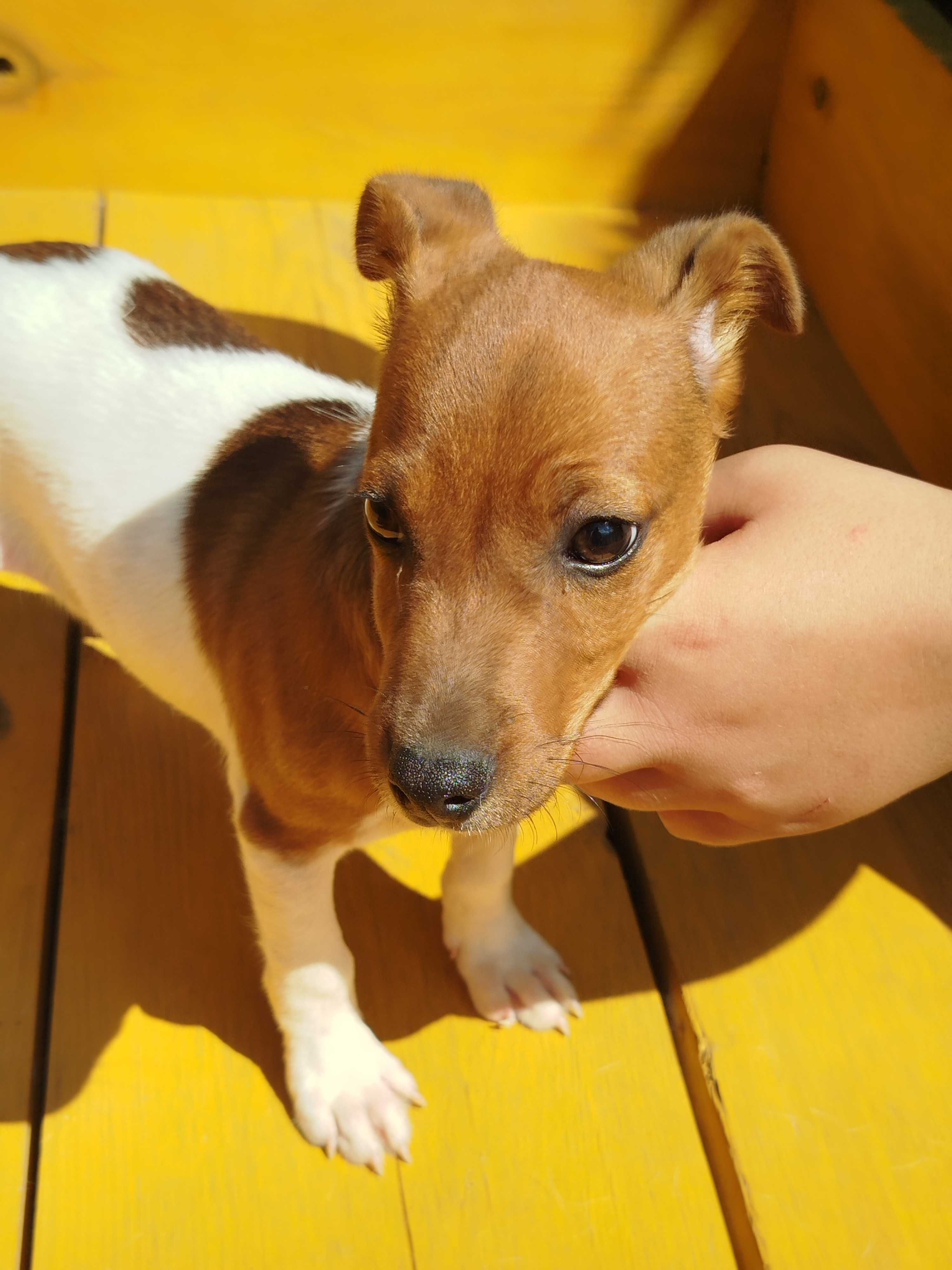 Jack Russell Terrier piesek tel.-5.7.5.3.0.2.0.3.9.