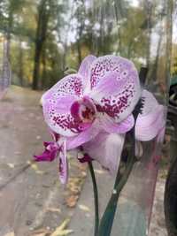 орхідея фаленопсис