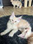 Przepiękna jasna ruda Maine Coon rodowód FPL Rezerwacja