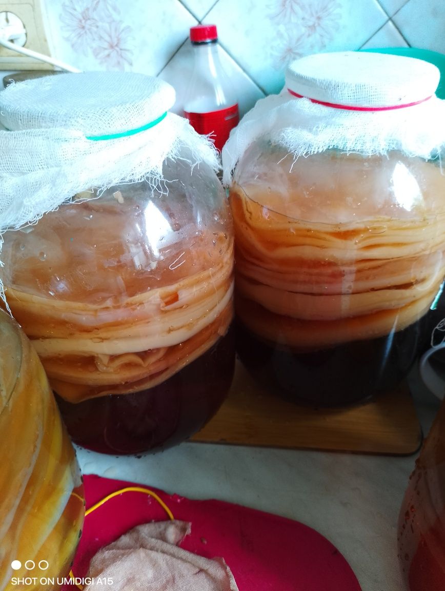 Продам чайный гриб,очень полезен от многих болезней