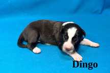 Border Collie, Piesek z Rodowodem, Rodzice przebadani, Dingo