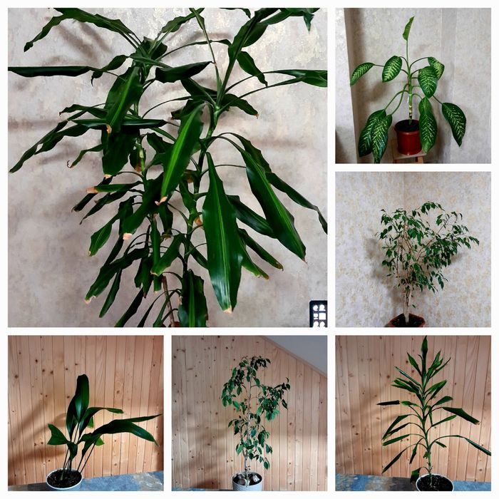 Продаж кімнатних рослин