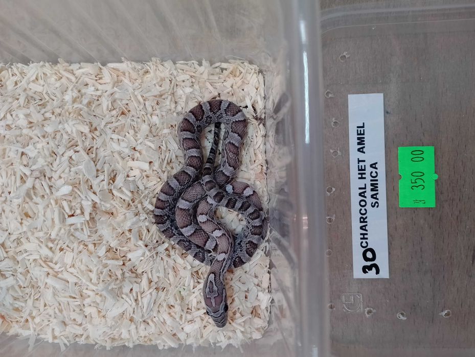Wąż zbożowy nr 30. Charoal het Amel, SAMICA - ANIMALE