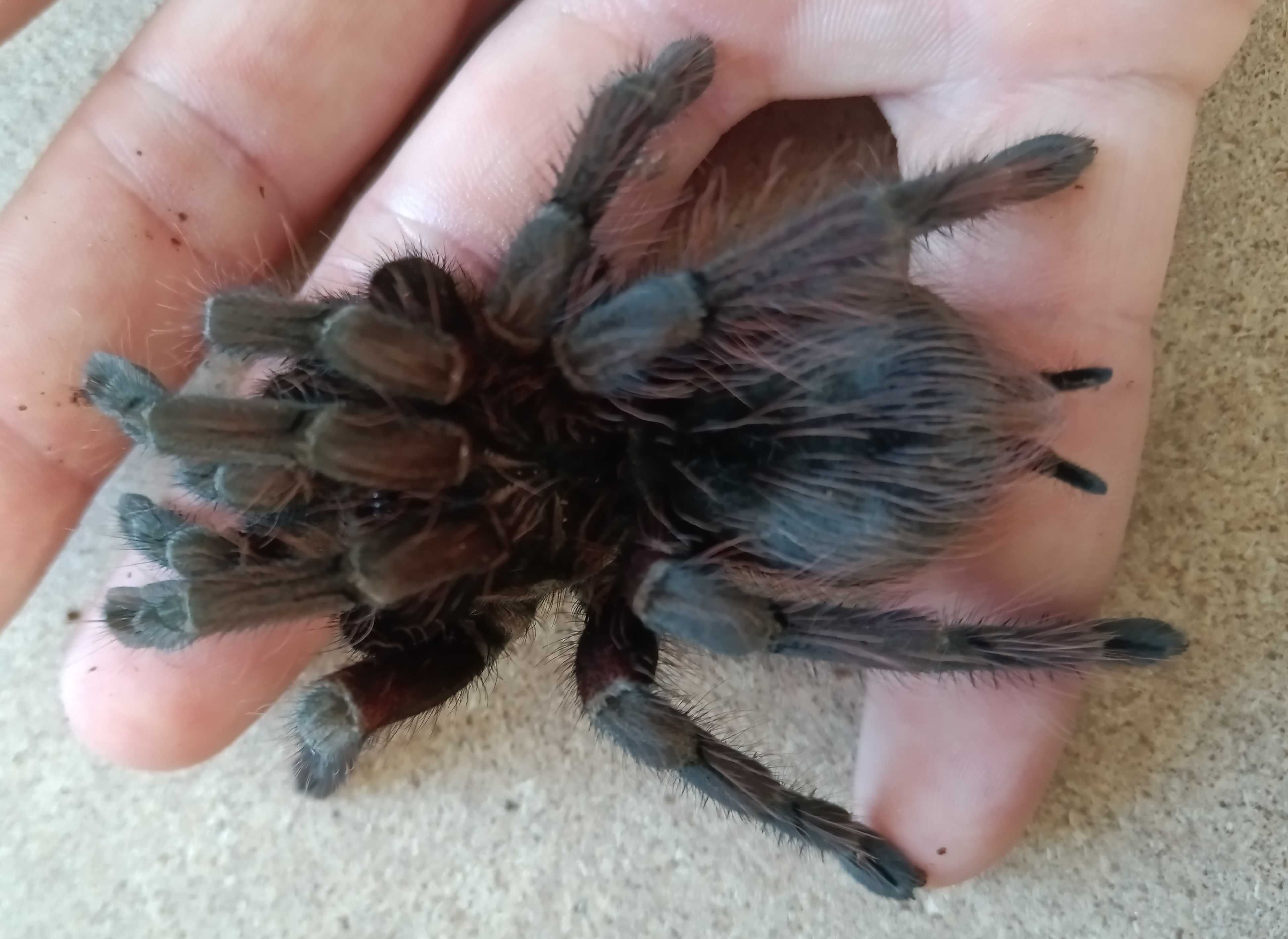 samica P. sp. Machalla pająk, ptasznik