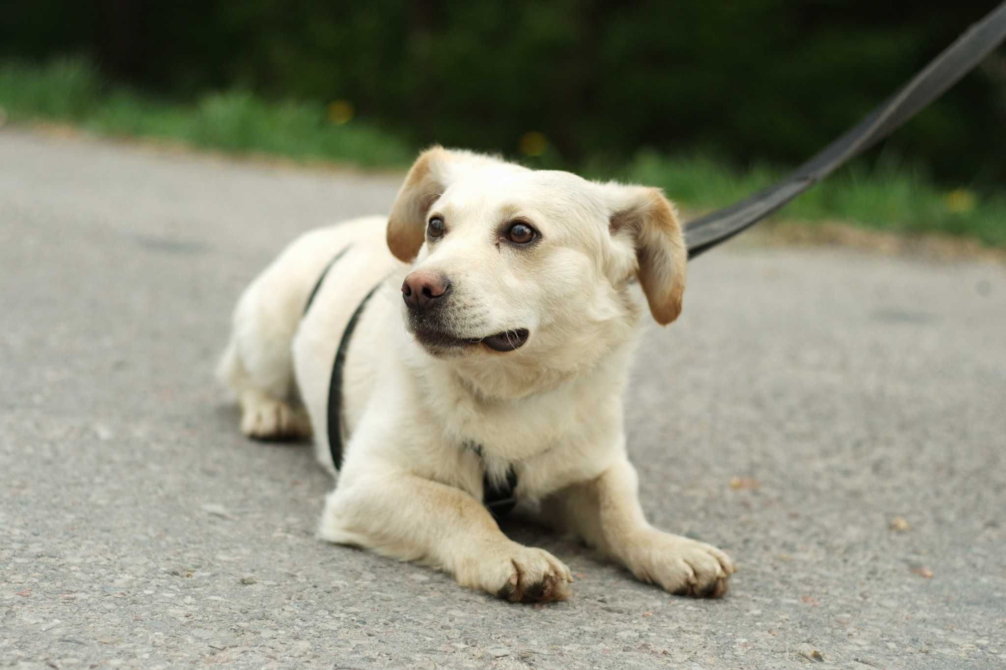 delikatny, spokojny Aldik: miniaturkowy retriever ;)