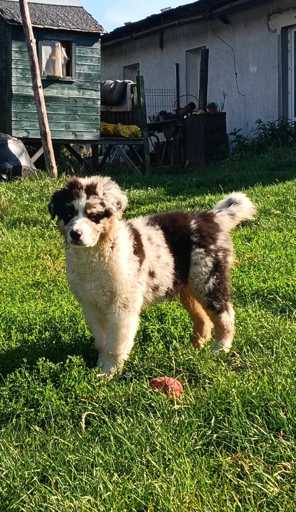 Owczarek australijski (Aussie)