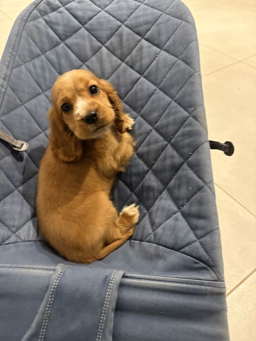 Cocker Spaniel Angielski samiec