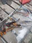 Karpie koi 15-20 cm