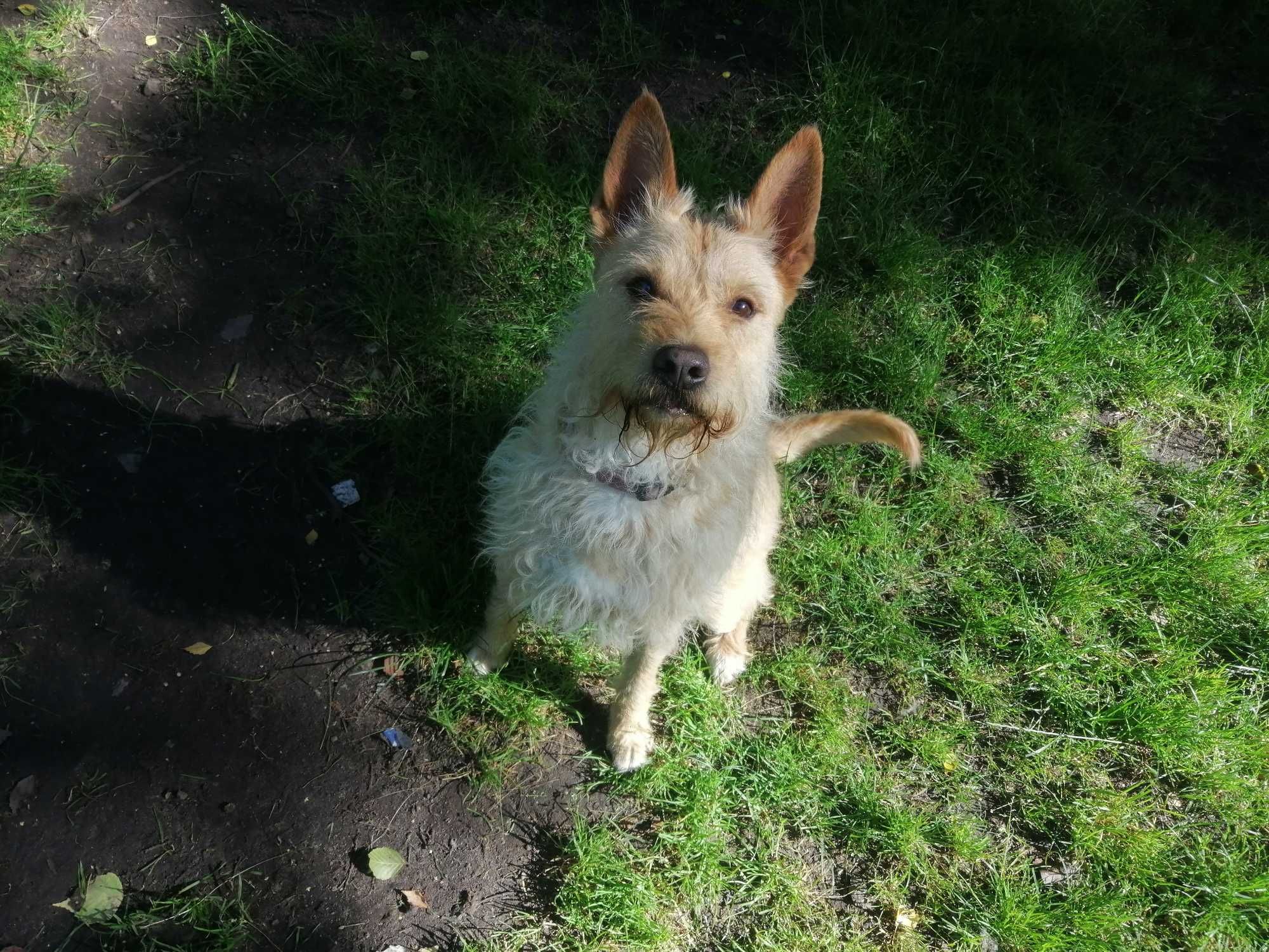 Bilo wrócił z adopcji po kilku latach - schronisko