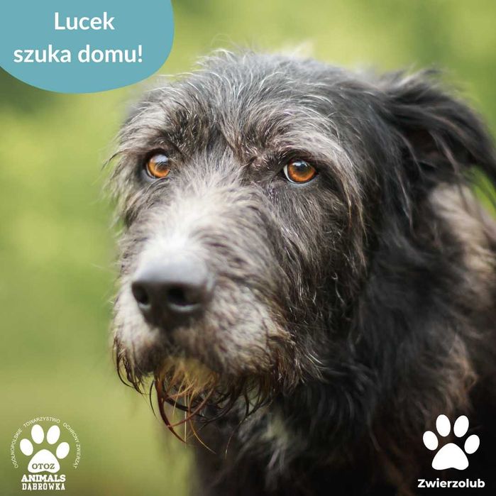 Lucek szuka domu na zawsze!