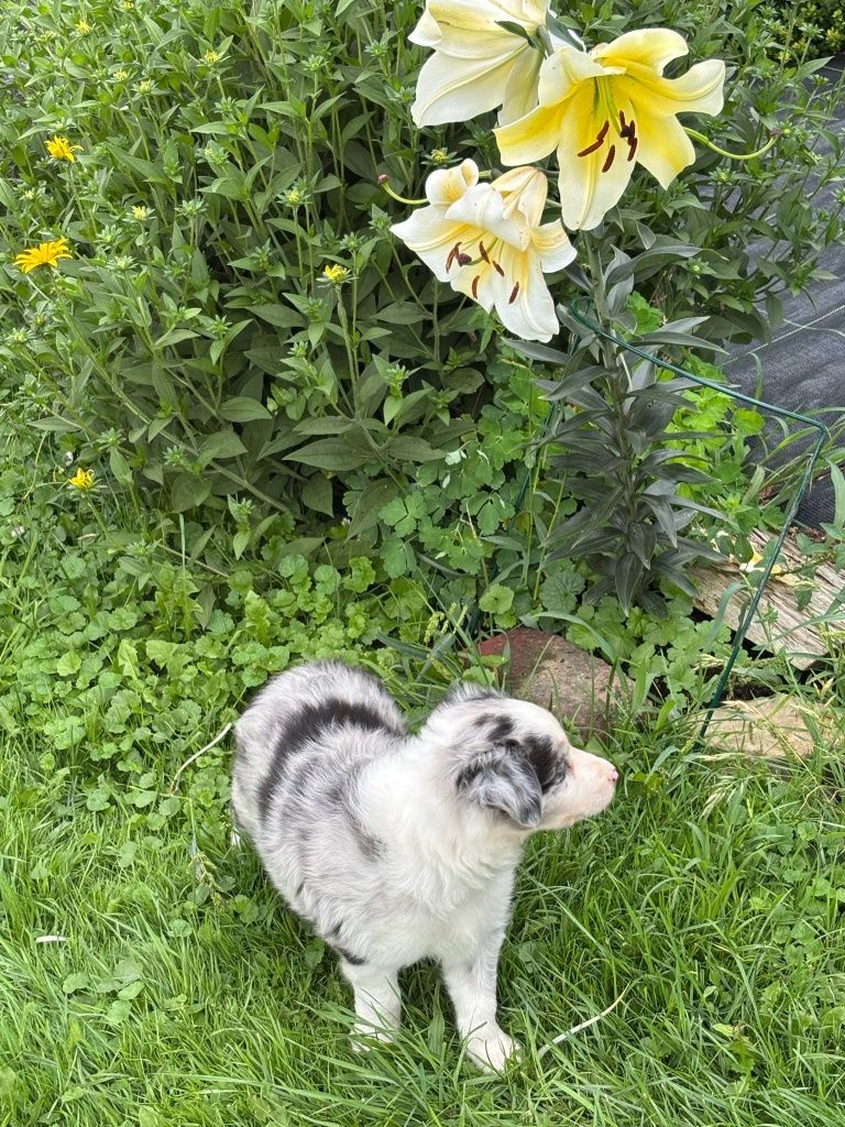 Border Collie - piesek blue merle