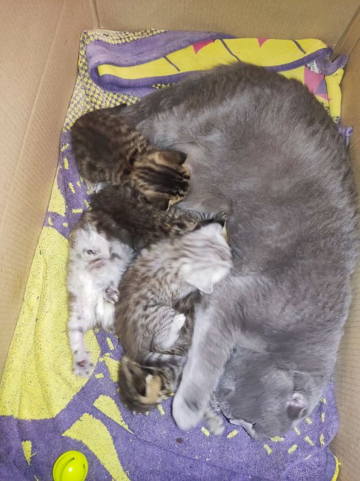 Британські кошенята, бронь