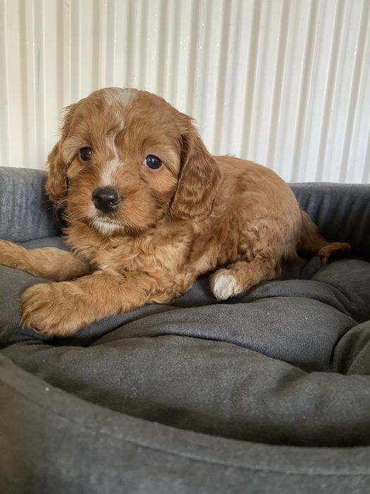Zarezerwowana!!! Cavapoo F1B Asha Cavapoo&Pudel Miniaturowy