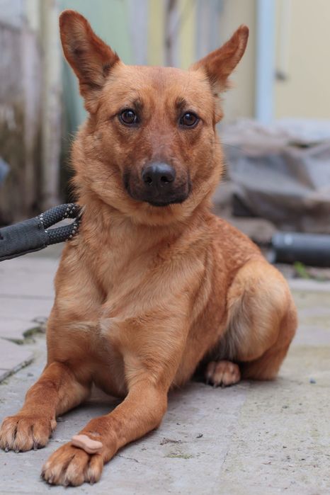Мармеладка в активном поиске семьи