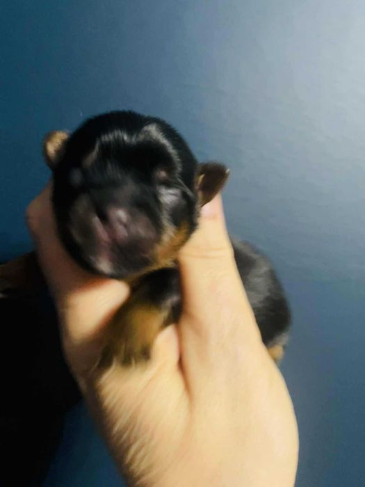 York wybitnie śliczny. Rodzice i dziadkowie przepiękni.