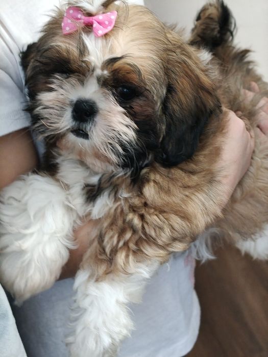 Piękna Shih Tzu z rodowodem