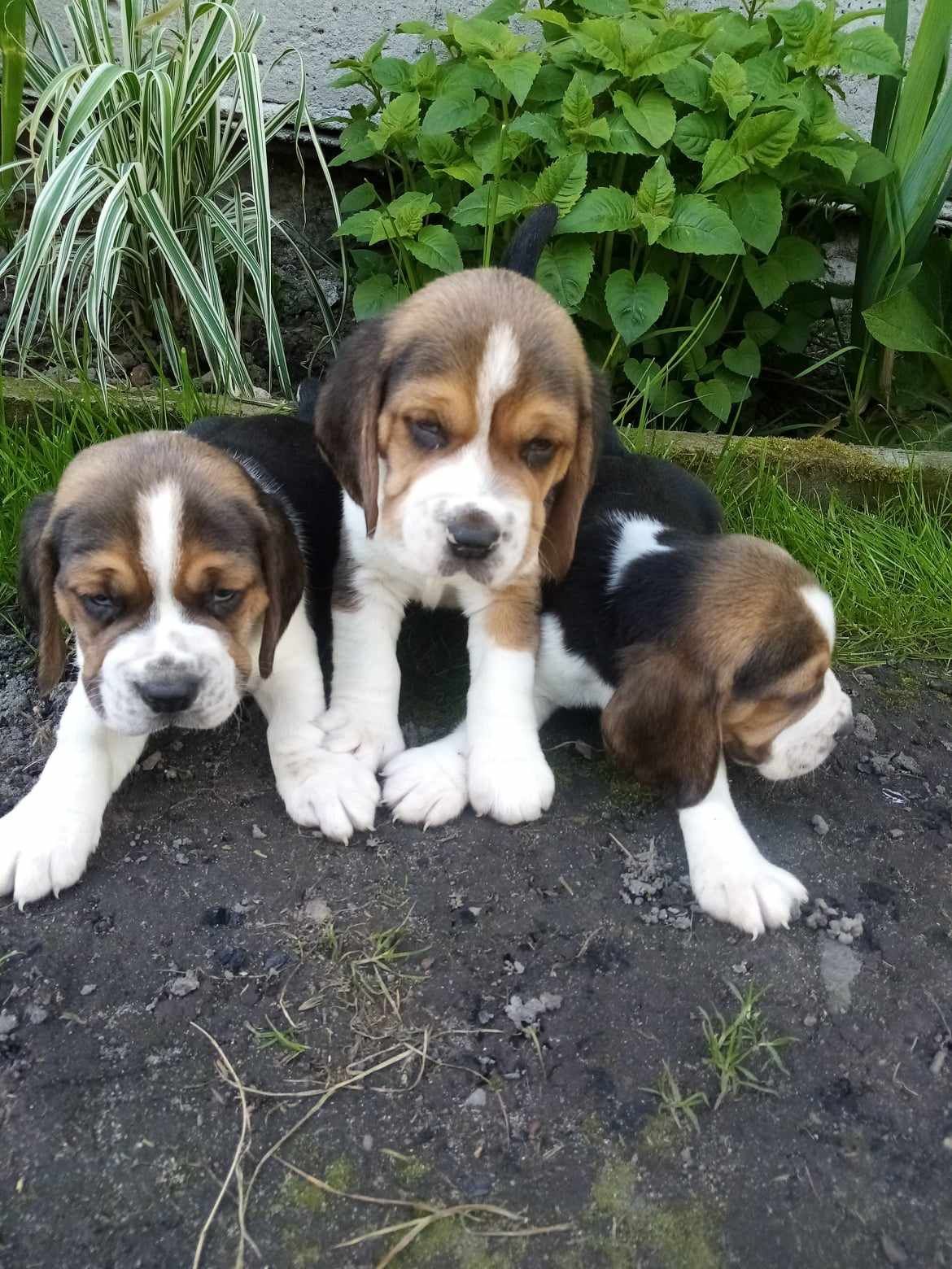 Piesek rasy Beagle