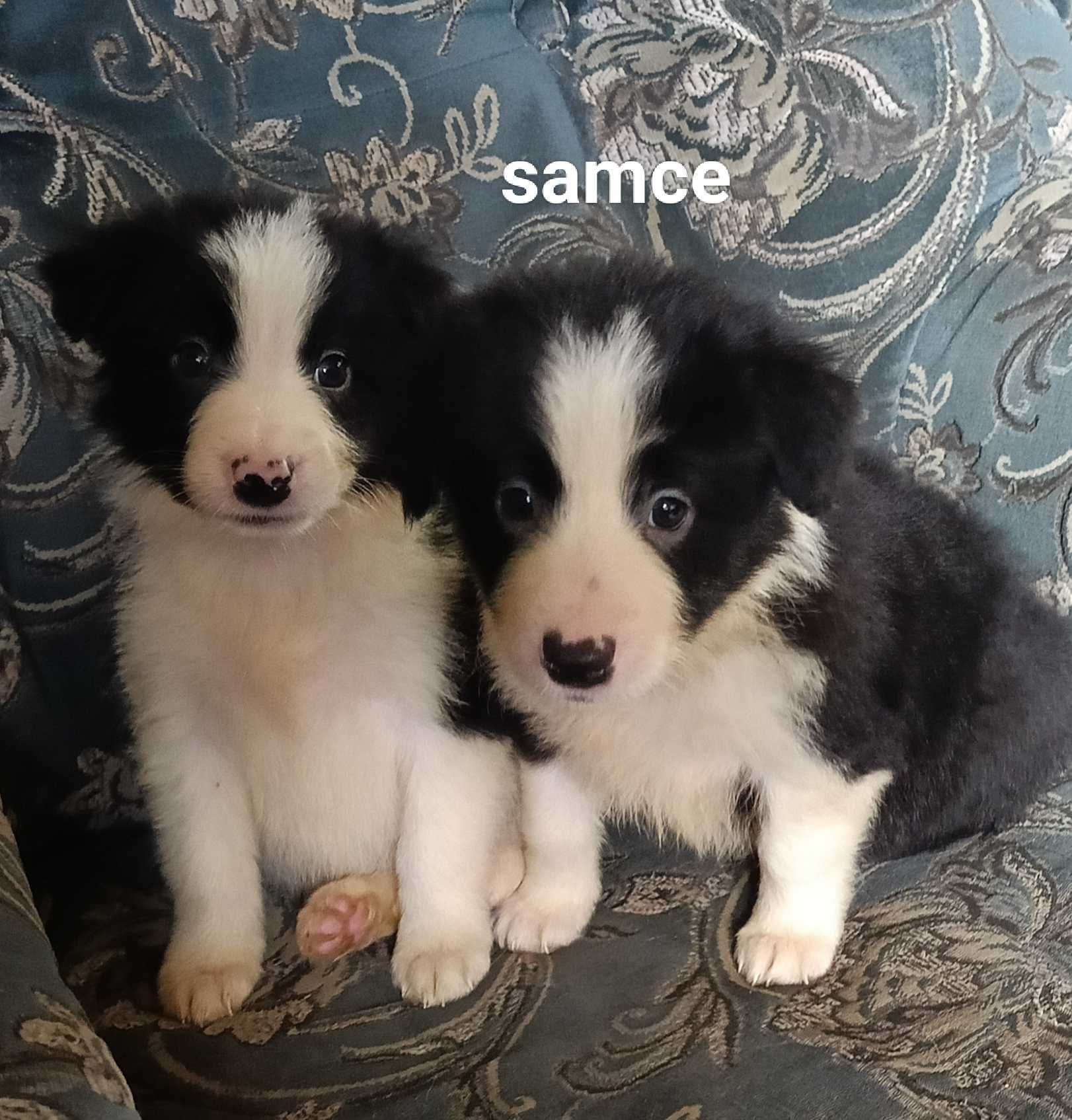 Samiec border collie