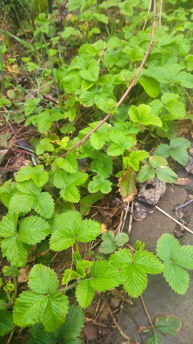Земляника МНОГО можжевельник, туя, цветы разные садовые
