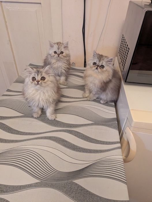 Kocięta perskie perska perski koty