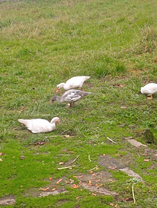 Vende se patos mudos jovens.