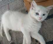Ragdoll - dziewczynka Blue Bicolor Lynx z domowej hodowli