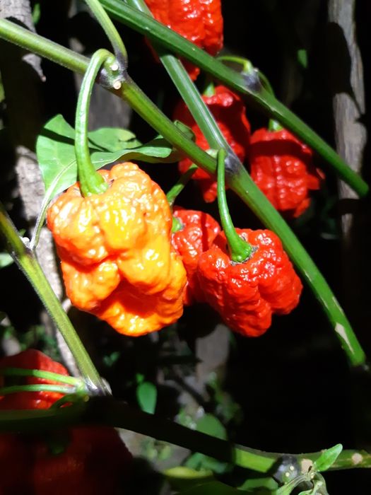 Продам перец Каролина  Рипер