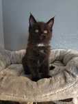 Kocurek Maine Coon