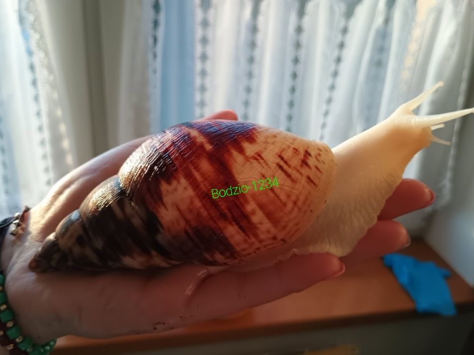 Największe ślimaki afrykańskie świata. Reticulata. Wysyłka.