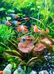 Mieczyki KOI Tricolor