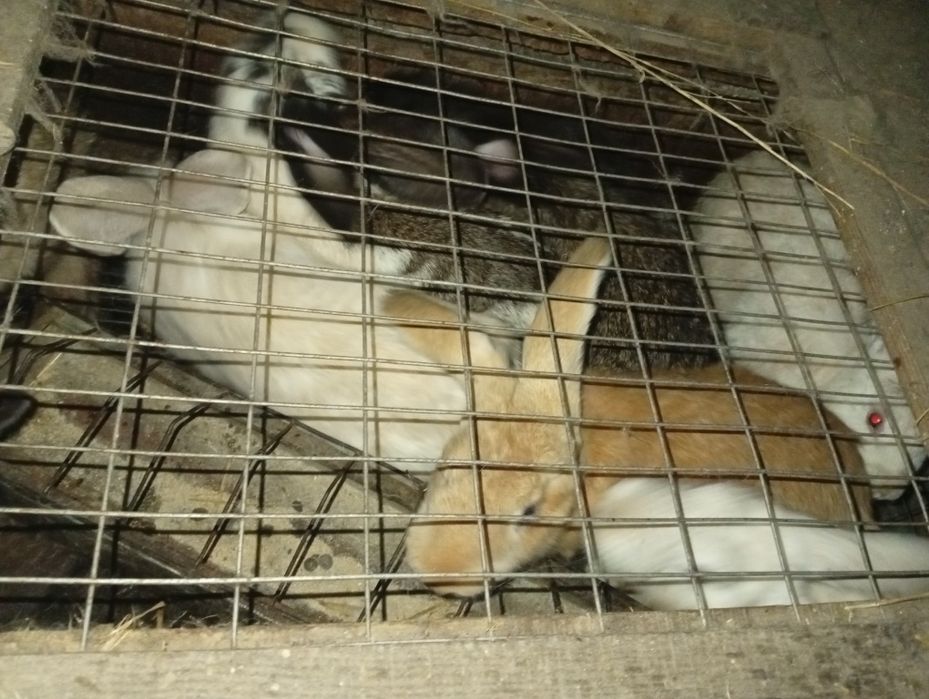 Coelhos raça borboleta