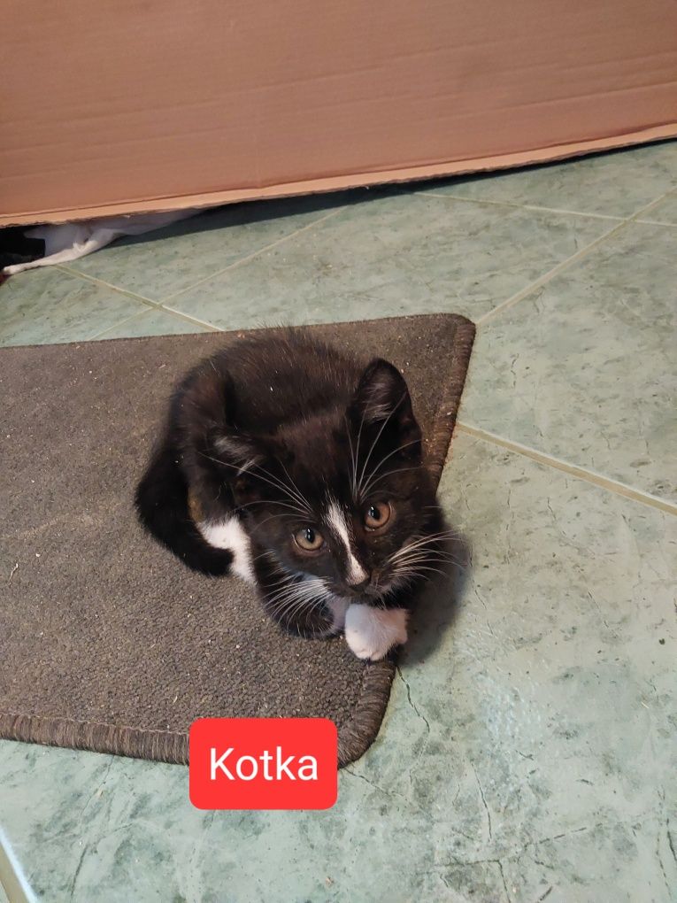 Małek Kotki do oddania