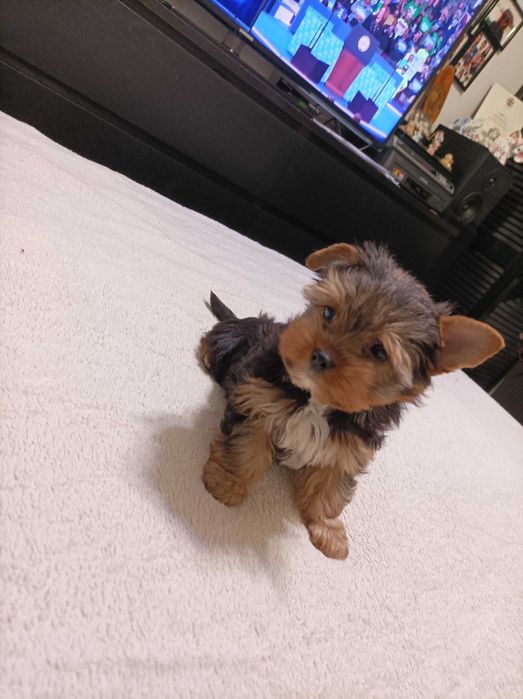 Piesek york terrier