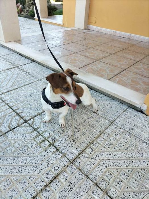 Jack Russell Terrier