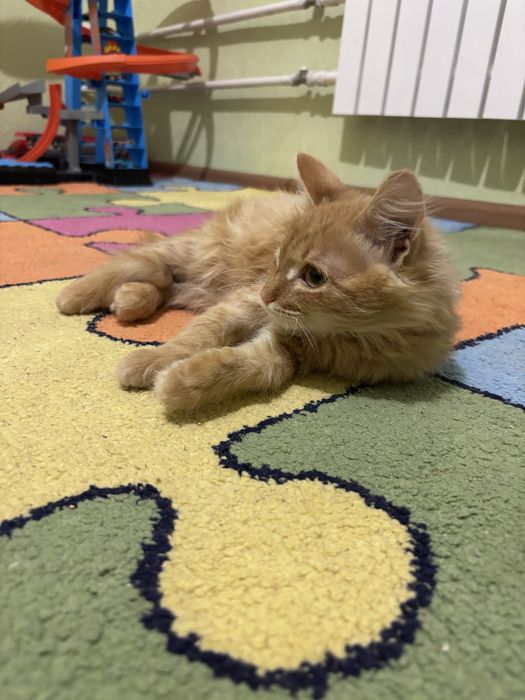 Кошеня Рудик 4 місяці