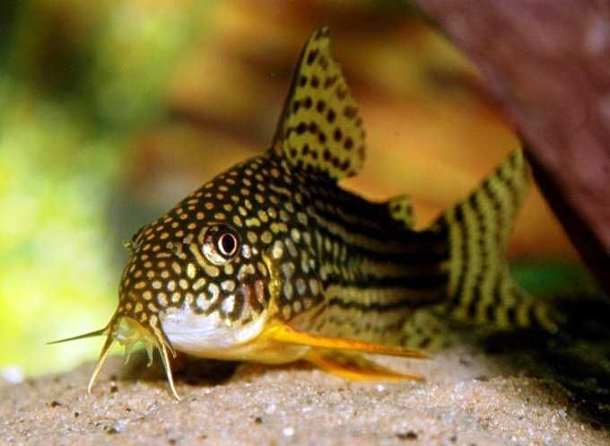 Kirysek Sterby - Corydoras sterbai - Kirys - dowóz, wysyłka