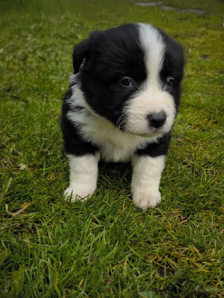 Border collie ZKWP FCI piesek