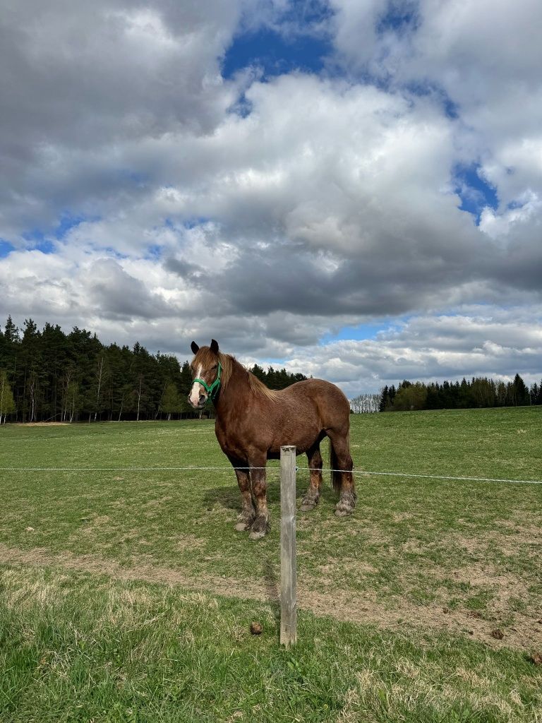 Wakacyjny Domek "MARCEL"