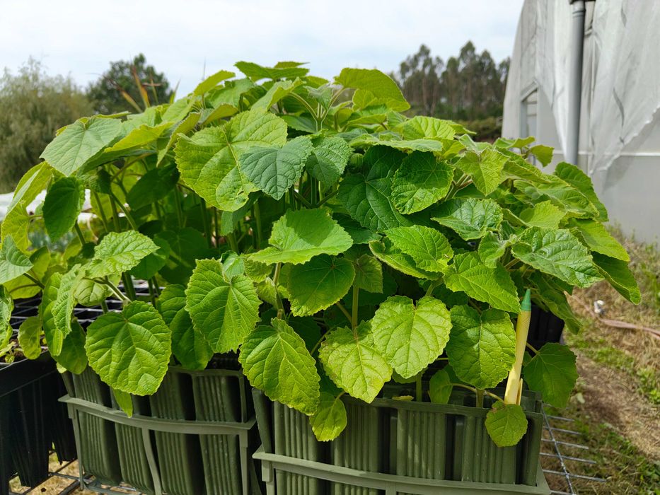 Paulownia ShanTong - 10 units/order - Free delivery
