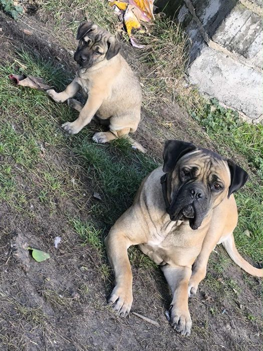 Oddam pieski w dobre rece