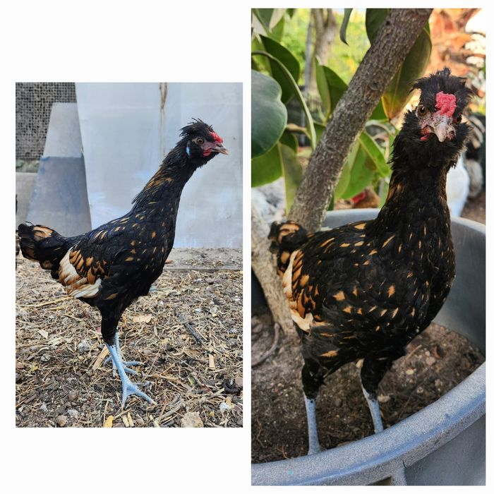 Galos de várias raças para venda