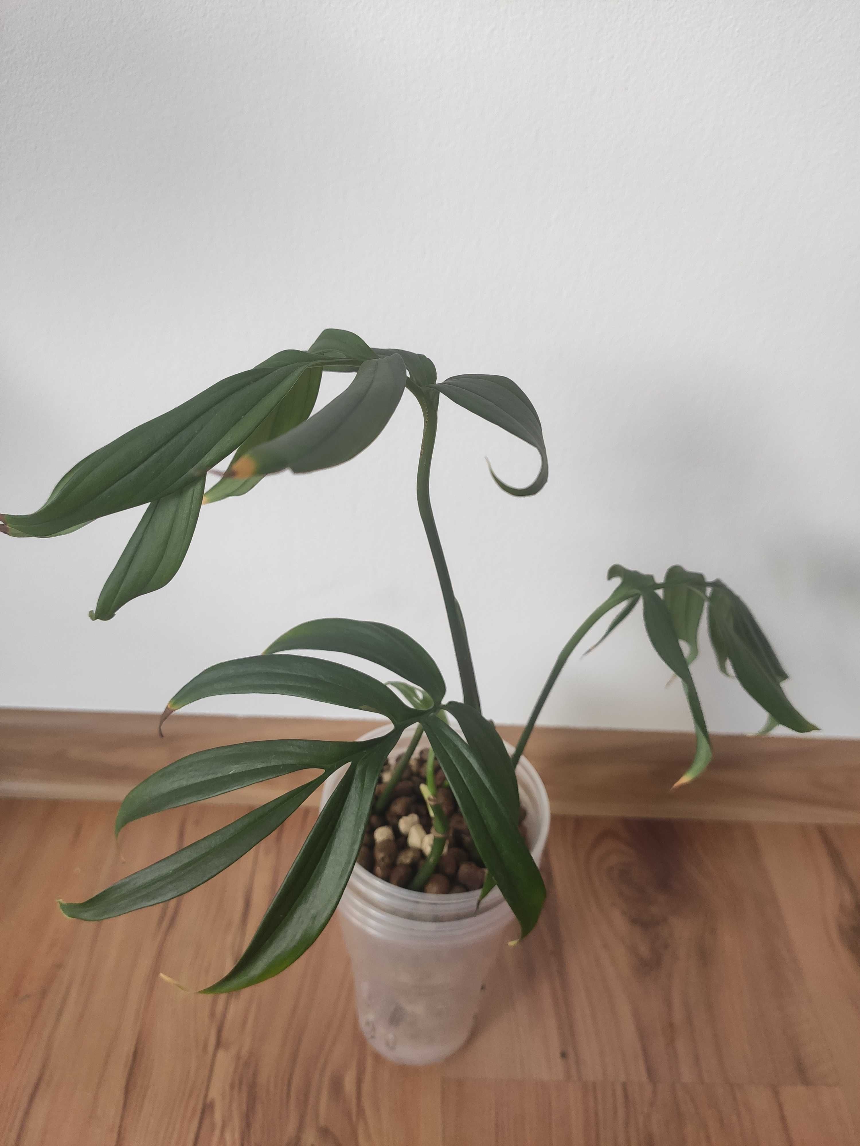 Monstera Subpinnata