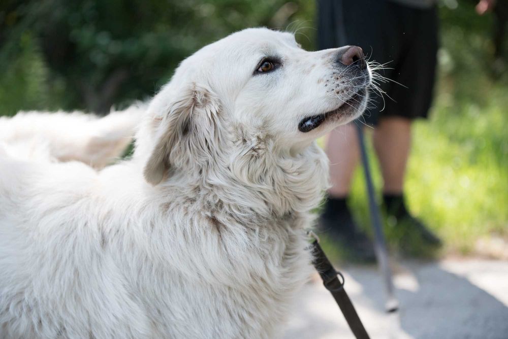 MAGNETO - piękny kawaler w typie owczarka podhalańskiego