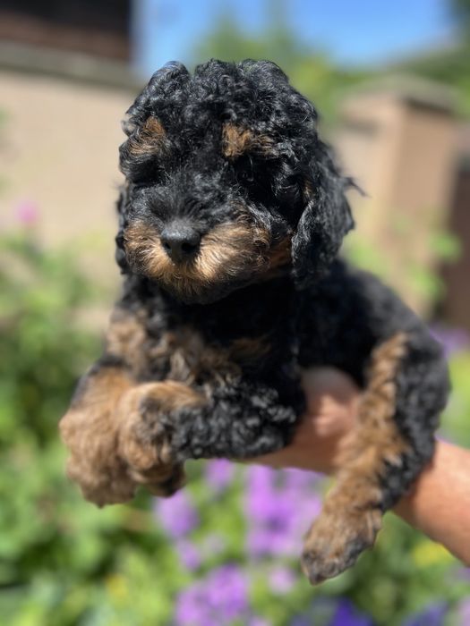 Той/міні пудель в Києві