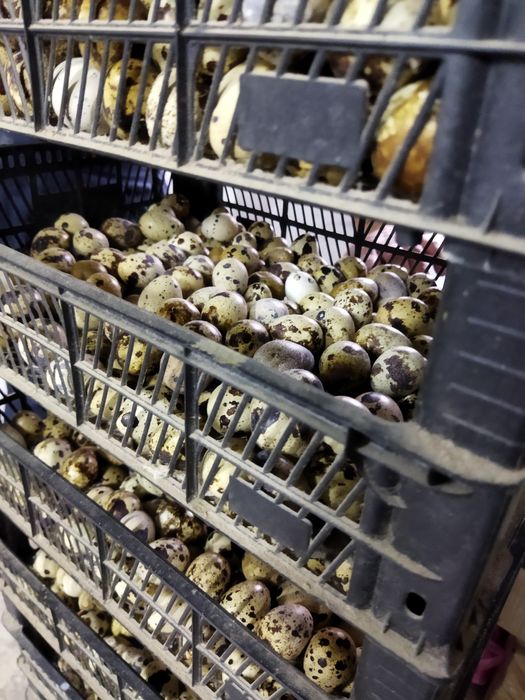 Опт , перепелине яйця